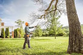 Best Tree Cabling and Bracing  in USA